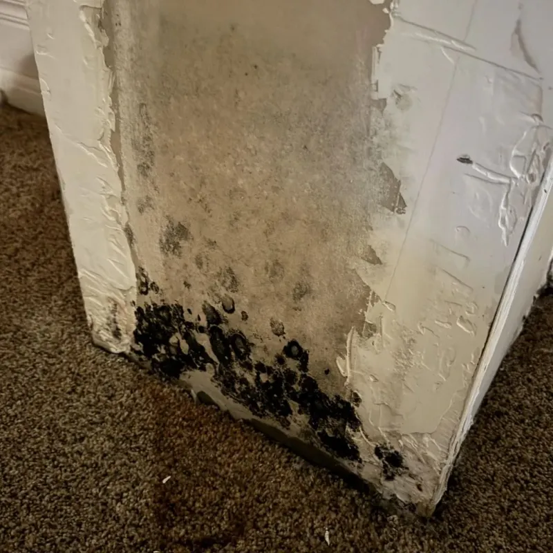 Professional Mold Removal in Colfax, WI